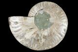 Agatized Ammonite Fossil (Half) - Madagascar #88270-1